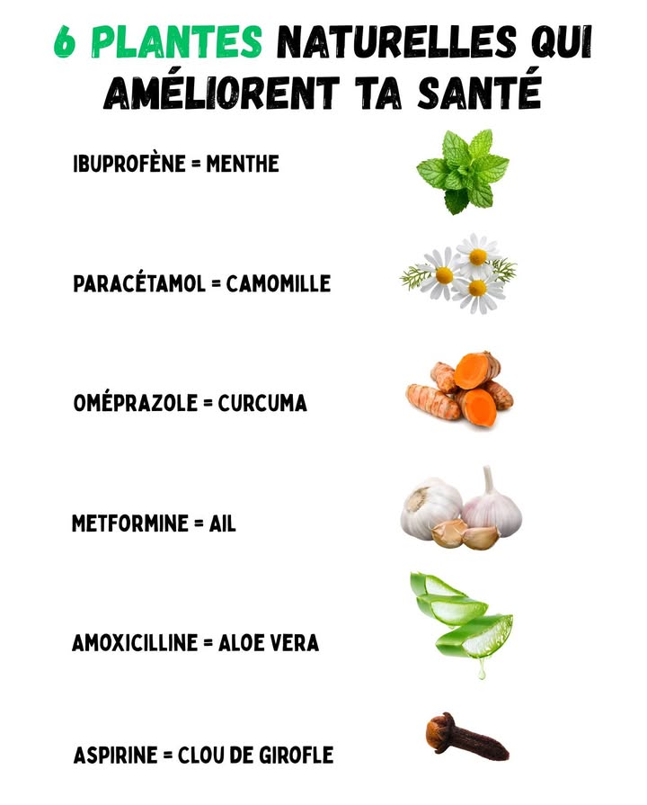 6 Plantes naturelles qui améliorent ta santé