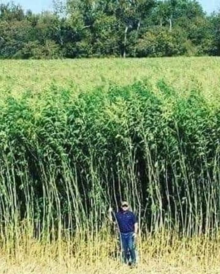 Le chanvre : une plante qui sauve la planète 

Une seule hectare de chanvre produit 25 % plus doxygène quune même surface de forêt et fournit deux fois plus de cellulose.
Alors quune forêt met des décennies à pousser avant dêtre exploitée, le chanvre atteint sa maturité en seulement 6 mois.

En fabriquant du papier à partir du chanvre, on pourrait préserver des millions dhectares de forêts chaque année.

Polyvalent et durable, le chanvre peut être utilisé dans la production textile, la construction et même comme biocarburant.