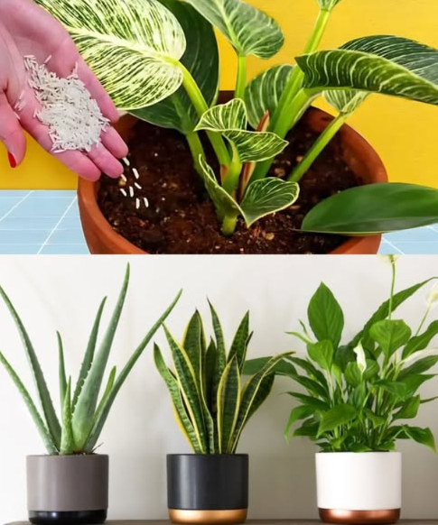 Le riz, un engrais naturel pour des plantes en pleine forme ! 

 Riche en amidon et en nutriments essentiels, le riz stimule la photosynthèse et favorise une croissance saine. Voici comment lutiliser simplement à la maison :

華 Engrais pour pots
1 Répartis du riz sec autour du pied de la plante en formant un cercle
2 Mélange légèrement avec la terre en surface pour une libération lente et continue

 Engrais de base au rempotage
1 Dépose 2 cuillères de riz au fond du pot rempli de terre fertile
2 Mélange pour bien répartir et améliorer le drainage
3 Place ta plante et recouvre de terre

 Eau de riz fertilisante
1 Verse  tasse de riz blanc dans une bouteille deau
2 Ajoute de leau du robinet et laisse reposer 30 min
3 Utilise cette eau pour arroser les plantes : effet coup de boost immédiat

 Astuce bonus : Ne jette plus leau de cuisson du riz ! Refroidie, elle constitue un engrais naturel puissant.

 Résultat : des feuilles plus vertes, des racines plus fortes et des plantes pleines de vie !