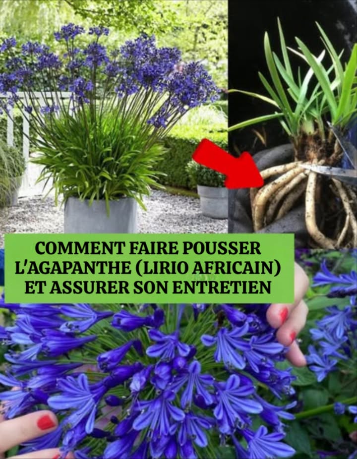 Agapanthe Lys africain  Guide de culture pour une floraison éclatante 
Une plante vivace et majestueuse qui transforme ton jardin en tableau vivant.

 Emplacement idéal
 Plein soleil 68 h/jour
 Mi-ombre en climat très chaud
 Sol fertile, humide, bien drainé acide pour Agapanthus africanus
 En pot : choisir un contenant large, peu profond

 Plantation des rhizomes
 Printemps, après les gelées sol  10 C
 Profondeur : 5 cm
 Espacement : 3045 cm
 Pointe vers le haut, recouvrir de terre, arroser
 Paillage recommandé en climat froid

 Entretien régulier
 Arrosage :
 En croissance : garder le sol humide
 Plante adulte :
Été : 23 fois/semaine
Hiver : 1 fois/15 jours
 Fertilisation :
 Printemps  2 mois après
 Engrais équilibré 10-10-10 ou 5-5-5, éviter excès dazote
 Arrêt en fin dété
 Taille :
 Couper les fleurs fanées pour stimuler la floraison
 Laisser les feuilles après floraison pour nourrir le bulbe

 Problèmes fréquents
 Absence de floraison : trop dombre, climat froid, manque de protection hivernale

 Hivernage
 Climat doux > 0 C : laisser les rhizomes en terre
 Zones froides :
 Déterrer avant gel, mettre en pot à lintérieur
 Température idéale : 1215 C, en lumière
 Arrosage léger : sol juste humide

 Une plante facile à vivre et généreuse qui refleurit fidèlement chaque année avec un minimum de soins