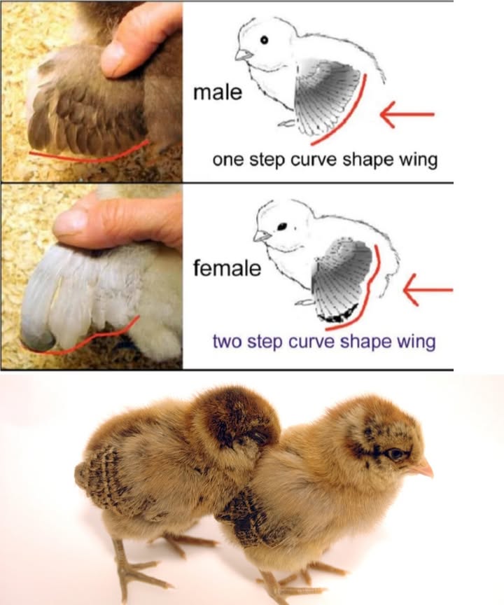 Feather Clues: Telling Chicks Apart Early

Looking for a gentle way to identify the sex of your chicks? Their feathers hold the answer!

 Girls first: Female chicks grow their primary feathers faster than the coverts
 Boys catch up: Males grow both feather types at nearly the same rate
 Best results with fast-feathering breeds
 Watch the shape: females show a “step” between feather layers, while males have a smoother curve
 This method works best in the first few days after hatch
 Perfect for backyard keepers and small breeders looking for early signs 

Nature gives us subtle signssometimes, all it takes is a closer look. 襁