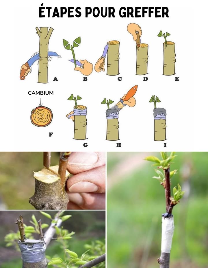 Technique du greffage en fente : étape par étape pour réussir vos arbres fruitiers 六

 Étape A : Faites une coupe horizontale bien nette sur le porte-greffe larbre qui recevra le greffon.
 Étape B : Sélectionnez un jeune rameau sain comme greffon et taillez-le en biseau pour affiner sa base.
 Étape C : Réalisez une fente verticale au centre du porte-greffe pour y insérer le greffon.
 Étape D : Insérez le greffon avec soin en alignant les couches de cambium juste sous lécorce des deux parties.
 Étape E : Le greffon doit être bien ajusté et stable dans la fente.
 Étape F : Un schéma en coupe montre lemplacement du cambium, essentiel pour la cicatrisation et la fusion.
 Étape G : Enroulez le point de greffe avec du ruban ou du raphia pour maintenir et protéger lunion.
 Étape H : Appliquez de la cire ou un mastic cicatrisant pour éviter les infections et conserver lhumidité.
 Étape I : Une fois la greffe consolidée, le greffon formera de nouvelles pousses, devenant une extension du porte-greffe.

 Cette méthode traditionnelle est idéale pour multiplier des variétés fruitières de qualité ou résistantes.