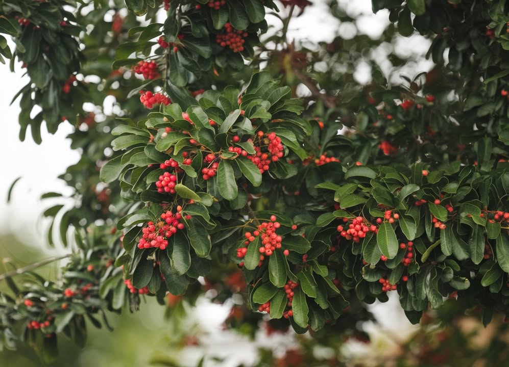 Plantons un Peumo : larbre qui peut sauver notre planète 

Voici lespèce la plus précieuse, visionnaire et bénéfique pour notre Terre : le Peumo Cryptocarya alba. Originaire du Chili, il incarne lavenir écologique et la résilience urbaine.

 Purificateur dair naturel
 Absorbe le dioxyde de carbone toxique
 Libère une grande humidité atmosphérique en période de chaleur

 Écologique et économique
 Peu gourmand en eau
 Racines non invasives : idéal pour rues et jardins, sans dégâts aux trottoirs ni aux canalisations
 Ne provoque pas dallergies

 Un allié pour la santé et la biodiversité
 Arbre médicinal aux fruits comestibles
 Repousse naturellement les mouches et les moustiques
 Nourrit les abeilles, insectes essentiels à la pollinisation
 Attire une grande diversité doiseaux

 Climatiseur urbain
 Un Peumo adulte équivaut à 10 climatiseurs
 Diminue la pollution sonore et rafraîchit lenvironnement urbain

 Beauté et avenir
 Arbre ornemental au parfum agréable
 Plébiscité au niveau international, notamment aux États-Unis et en Chine
 En tête des espèces capables de freiner le réchauffement climatique

 Planter un Peumo, cest agir pour un futur plus vert et harmonieux 
Adoptons-le dans nos villes, nos écoles, nos parcs et nos maisons.