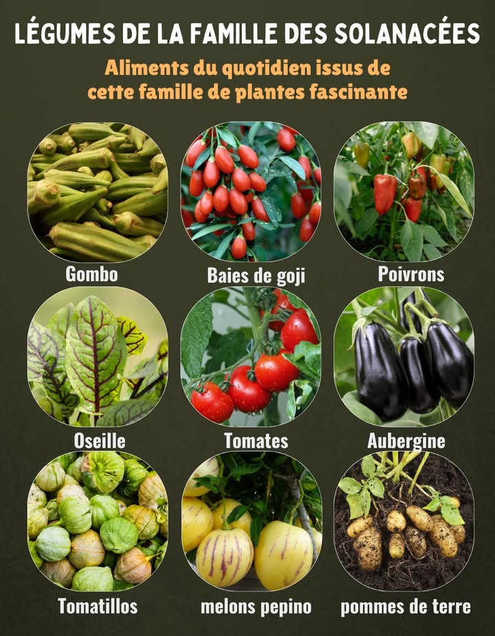 Découvrez les légumes de la famille des Solanacées 
Des aliments du quotidien issus dune famille de plantes aussi fascinante que variée.

 Riches en nutriments, ces plantes offrent une grande diversité de couleurs, de saveurs et de bienfaits pour la santé :

 Gombo
 Baies de goji
 Poivrons
 Oseille
 Tomates
 Aubergine
 Tomatillos
 Melons pepino
 Pommes de terre

Une belle illustration de la richesse du règne végétal à intégrer dans votre alimentation de tous les jours 綾

#PlantesUtiles #LégumesSanté #FamilleDesSolanacées