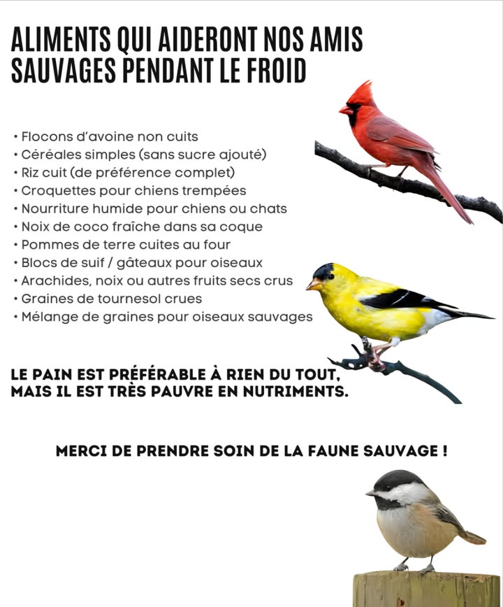 Quand le froid sinstalle, la nourriture se fait rare.
Une poignée de flocons davoine, de graines ou de suif peut faire la différence.
Arachides, riz ou pommes de terre cuites  un petit geste, un grand impact.
Évitez le pain si possible : il rassasie sans nourrir.
Chaque repas partagé aide la vie sauvage à survivre un peu plus longtemps.