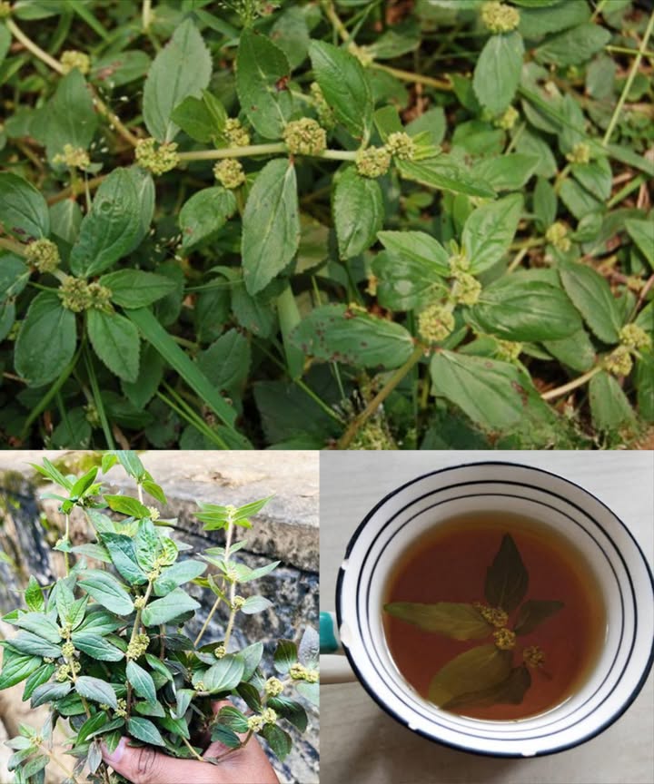 Euphorbia Hirta : 30 bienfaits et utilisation sûre

LEuphorbia Hirta, appelée aussi herbe de lasthme ou serpentaire, est une plante tropicale reconnue en médecine traditionnelle pour ses propriétés respiratoires, digestives et anti-inflammatoires. Riche en composés bioactifs, elle offre de nombreux bienfaits, mais doit être utilisée avec prudence en raison de sa légère toxicité.

 30 bienfaits de lEuphorbia Hirta
 Soutient la santé respiratoire asthme.
 Soulage la toux sèche ou persistante.
 Réduit les symptômes de la bronchite.
 Améliore la digestion et diminue les ballonnements.
 Aide à contrôler la diarrhée.
 Combat la dysenterie.
 Protège contre les ulcères gastriques.
 Fait baisser la fièvre en tisane ou en compresse.
 Renforce le système immunitaire.
 Accélère la cicatrisation des plaies.
 Traite les infections cutanées bactériennes ou fongiques.
 Réduit lacné.
 Calme leczéma.
 Lutte contre les pellicules.
 Apaise les crampes menstruelles.
 Aide à réguler les hormones.
 Stimule la lactation avec avis médical.
 Soulage les infections urinaires.
 Élimine les parasites intestinaux.
 Réduit lanxiété et calme le système nerveux.
 Favorise la santé cardiaque.
 Aide à réguler la glycémie.
 Soulage les douleurs articulaires.
 Calme les maux de dents.
 Réduit les aphtes buccaux.
 Améliore la santé oculaire en cas dirritations légères.
 Cicatrise coupures et ecchymoses.
 Diminue linflammation arthrite, contusions.
 Améliore la circulation sanguine.
 Soutient la détoxification naturelle du corps.

 Utilisation
 Infusion : faire bouillir 1 à 2 g de feuilles séchées dans une tasse deau. Ne pas dépasser 1 à 2 tasses par jour.
 Cataplasme : appliquer les feuilles fraîches écrasées sur les plaies ou zones irritées.
 Compresse : imbiber un linge dans une décoction tiède et poser sur les zones enflammées.

 Précautions
 Lexcès peut provoquer nausées, vomissements ou irritations.
 À éviter pendant la grossesse, lallaitement et chez les enfants.
 Ne pas consommer sans avis médical.
 Utiliser uniquement en quantités modérées et bien préparées.

 Réflexion finale
LEuphorbia Hirta est une plante puissante aux multiples vertus thérapeutiques, allant du soutien respiratoire au soin de la peau. Utilisée avec respect et modération, elle demeure une alliée précieuse de la médecine naturelle.