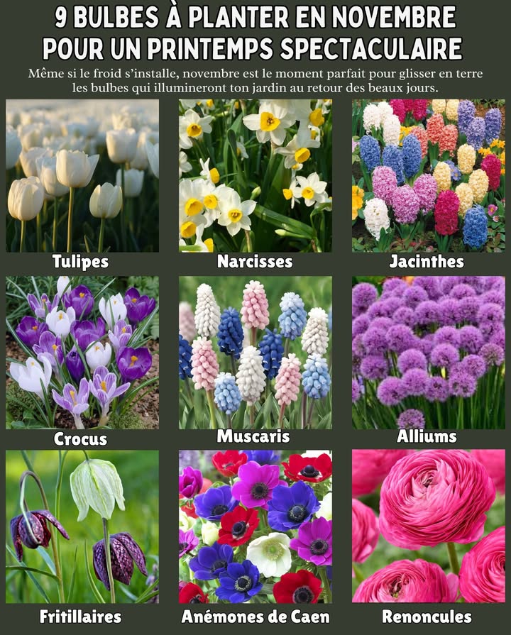 9 Bulbes à Planter en Novembre pour un Printemps Spectaculaire 

Même si le froid sinstalle, novembre est le moment parfait pour glisser en terre les bulbes qui illumineront ton jardin au retour des beaux jours. 

 1. Tulipes  Enterre-les à 10-15 cm de profondeur dans un sol bien drainé, plein soleil.
 2. Narcisses  Résistants au froid, ils refleurissent chaque année sans entretien.
 3. Jacinthes  Parfum intense, idéales aussi en pots pour le balcon.
 4. Crocus  Petits mais éclatants, parfaits pour les bordures et pelouses.
 5. Muscaris  Faciles à naturaliser, forment de beaux tapis bleus.
 6. Alliums  Sphères majestueuses violettes ou blanches, très décoratives.
 7. Fritillaires  Originales et élégantes, attirent les pollinisateurs.
 8. Anémones de Caen  Couleurs vives et floraison généreuse au printemps.
 9. Renoncules  Fleurs doubles et lumineuses, parfaites pour bouquets.

 Astuce jardinier : Plante les bulbes pointe vers le haut, espace-les bien et ajoute un peu de sable au fond du trou pour éviter la pourriture.

#JardinDePrintemps #BulbesDAutomne #JardinNaturel