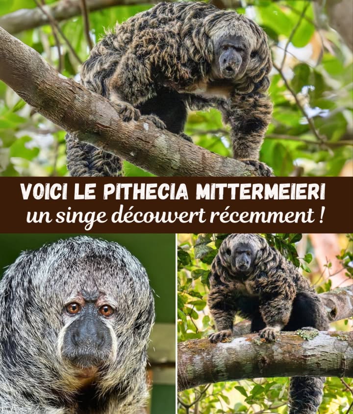 Pithecia mittermeieri : Un Saki Récemment Découvert 

Aussi appelé saki de Tapajós de Mittermeier, ce singe discret vit dans la forêt amazonienne du Brésil.

Avec son pelage soyeux et son visage expressif, il passe la plupart de son temps dans la canopée, se nourrissant de fruits, de graines et dinsectes. Comme de nombreux animaux de la jungle, il est menacé par la perte de son habitat.

 Fait Remarquable
Cette espèce na été reconnue par les scientifiques quen 2014, ce qui en fait lun des primates les plus récents connus de la science.