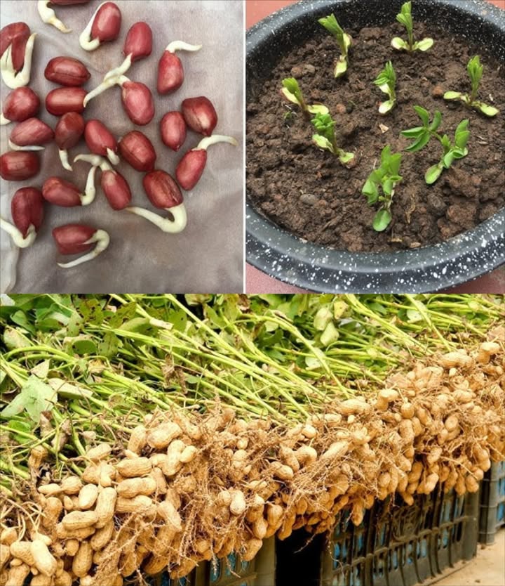 Comment cultiver des cacahuètes rouges chez soi 樂
1. Choisir le bon emplacement 
6 à 8 h de soleil direct par jour.
 Sol bien drainé, sablonneux ou limoneux.
2. Planter les cacahuètes 
Utiliser des cacahuètes rouges fraîches non grillées ou des graines.
 Semer après les dernières gelées, sol à 18 C min.
 Planter à 25 cm de profondeur, espacées de 1015 cm.
3. Arrosage et entretien 
Arroser régulièrement pour garder le sol humide.
 Apporter un engrais équilibré sans excès.
4. Soutenir la croissance 
Buter la terre autour des plants pendant la floraison pour aider les tiges à senfouir.
5. Récolte 
Attendre 4 à 6 mois, jusquau jaunissement du feuillage.
 Déterrer délicatement avec une bêche ou une fourche.
6. Séchage et conservation 
Suspendre les plants tête en bas dans un endroit sec pendant 23 semaines.
 Détacher les cacahuètes et stocker au frais et au sec.
7. Savoure ta récolte
À griller, bouillir ou transformer en beurre de cacahuète ou snacks maison.
Conseils bonus :
 Patience, les cacahuètes poussent lentement
 Pailler pour conserver lhumidité
 Surveiller les pucerons et chenilles
Savoure tes propres cacahuètes rouges dans toutes tes recettes ! 樂