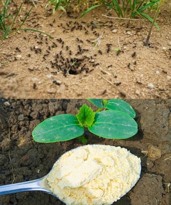 Remède naturel imparable contre les fourmis du jardin 

1 Saupoudre de la farine de maïs autour des plantes et des zones infestées.
2 Les fourmis lemportent dans la fourmilière et cest la fin.
3 En quelques heures, elles disparaissent sans revenir.
4 Pour prévenir de nouvelles colonies, plante de la menthe ou de la lavande : leur parfum agit comme répulsif naturel.
5 En cas de pucerons, ajoute de la levure, de la cannelle, du curcuma ou du bicarbonate pour les éliminer.
6 Écologique, économique et sans danger : la farine de maïs est ton alliée discrète mais redoutable.

 Simple, efficace et 100 % naturel.