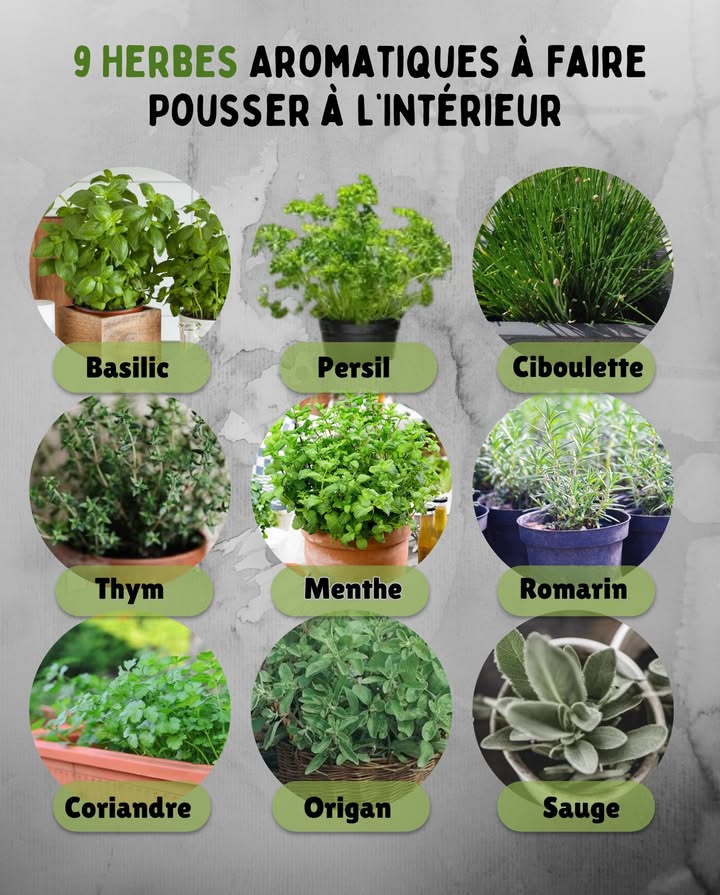 9 Herbes Aromatiques à Faire Pousser à lIntérieur 

Même en hiver, tu peux profiter de parfums frais et de saveurs naturelles directement depuis ta cuisine. Ces herbes sadaptent parfaitement à la vie en pot près dune fenêtre lumineuse. 

 1. Basilic  Aime la chaleur et la lumière directe. Arrose souvent mais sans excès.
 2. Persil  Facile à cultiver en pot, préfère une lumière douce et régulière.
 3. Ciboulette  Repousse continuellement après la coupe, parfaite sur un rebord de fenêtre.
 4. Thym  Adore le soleil et les sols bien drainés, peu exigeant en arrosage.
 5. Menthe  Pousse vite et parfume lair, préfère la lumière indirecte et un sol humide.
 6. Romarin  Feuillage persistant, aime le plein soleil et les pots profonds.
 7. Coriandre  Aime les endroits frais et lumineux, idéale pour les plats dhiver.
 8. Origan  Très aromatique, pousse bien dans des endroits chauds et secs.
 9. Sauge  Rustique et odorante, demande peu dentretien une fois installée.

 Astuce : Tourne régulièrement les pots pour une croissance uniforme et pince les tiges pour encourager la ramification.
#HerbesAromatiques #JardinIntérieur #CuisineNaturelle