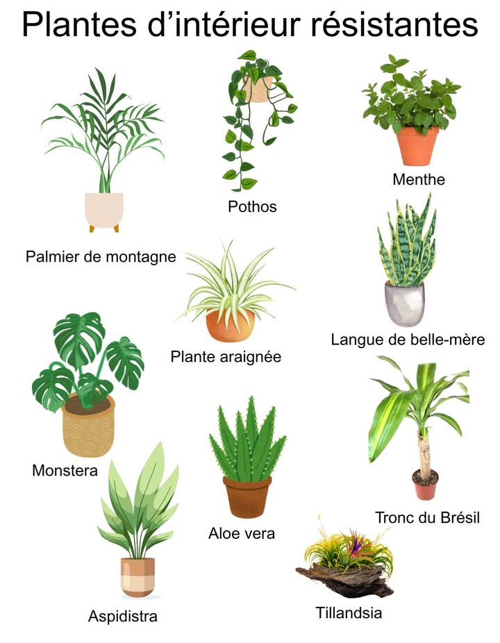 10 plantes dintérieur résistantes qui supportent peu de lumière 
 Palmier de montagne Chamaedorea elegans
 Évite la lumière directe ; à lextérieur, place-le à lombre.
 Supporte jusquà 3 C.
 Terre toujours légèrement humide, arrosage 2 à 3 fois/semaine.
 Pothos Epipremnum pinnatum
 Pas besoin de lumière directe.
 Arrosage modéré, 1 fois/semaine.
 Résiste jusquà 3 C.
 Menthe Mentha sp.
 Près dune fenêtre pour un peu de lumière.
 Terre humide en permanence.
 Tailler les feuilles supérieures pour stimuler la pousse.
 Plante araignée Chlorophytum comosum
 Sadapte bien aux endroits peu lumineux.
 Arrosage : 2 fois/semaine en été, 1 fois/10 jours en hiver.
 Évite lexcès deau stagnante.
 Monstera Monstera deliciosa
 Lumière indirecte recommandée.
 Arroser seulement quand la terre est sèche.
 Ne pas exposer à des températures négatives.
 Langue de belle-mère Dracaena trifasciata
 Tolère de 5 C à 40 C.
 Très peu deau : 2 à 3 arrosages par mois.
 Préfère la lumière douce mais sadapte partout.
 Aspidistra Aspidistra elatior
 Ultra résistante et facile dentretien.
 Ombre ou lumière indirecte.
 Arroser seulement lorsque la terre sèche.
 Aloe vera Aloe barbadensis Miller
 Besoin de lumière indirecte.
 Arroser uniquement quand la terre est totalement sèche.
 Purifie lair et absorbe les polluants.
 Tillandsia Tillandsia sp.
 Sans terre, à poser ou suspendre.
 Lumière douce, sans soleil direct.
 Pulvériser 3 fois/semaine en hiver, 1 fois/jour en été.
 Ne tolère pas moins de 10 C.
 Tronc du Brésil Dracaena fragrans massangeana
 Lumière vive sans soleil direct.
 Arrosage modéré : 2 à 3 fois/semaine en été, 1 fois/10 jours en hiver.
 Éviter les courants dair.