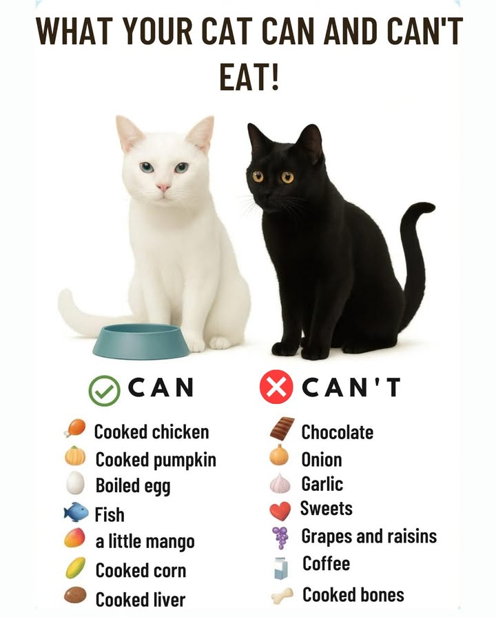 Take care of your cats health with a good diet!

 Can eat: cooked chicken, fish, eggs, pumpkin, watermelon, corn, liver, and even a little mango.
 Should not eat: chocolate, onions, garlic, sweets, grapes, coffee, milk, or cooked bones.

 A proper diet is key to keeping your cat strong, happy, and healthy.