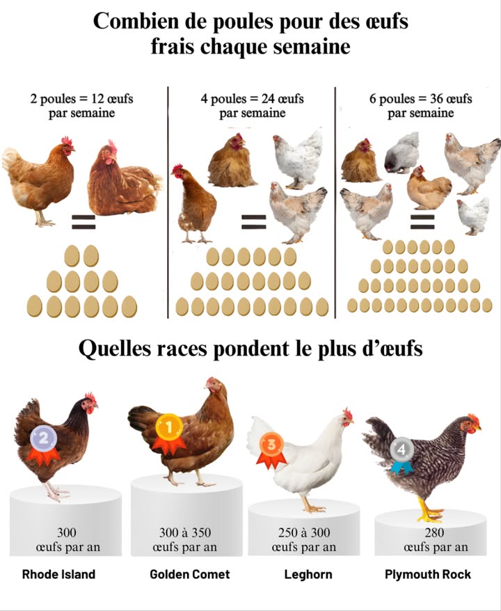 讀 Combien de poules pour des œufs frais chaque semaine 

Avoir un petit poulailler, cest une façon simple et écologique de savourer des œufs frais toute lannée. Le nombre de poules dépend de la consommation du foyer et du rythme de ponte de chaque race.

 Production hebdomadaire moyenne
Une poule pond entre 4 et 6 œufs par semaine selon la saison, la lumière et lalimentation.

2 poules  environ 12 œufs par semaine, parfait pour un petit foyer.

4 poules  environ 24 œufs par semaine, idéal pour une famille.

6 poules  environ 36 œufs par semaine, de quoi cuisiner et partager.

 Les races les plus productives
Certaines races sont réputées pour leur rendement élevé et leur robustesse :
磊 Golden Comet  300 à 350 œufs par an, la plus productive.
賂 Rhode Island  Environ 300 œufs par an, fiable et rustique.
雷 Leghorn  250 à 300 œufs par an, vive et économique.
 Plymouth Rock  280 œufs par an, adaptée aux climats froids.

 Un atout pour un mode de vie durable
Les poules ne fournissent pas seulement des œufs : elles recyclent les restes, produisent un engrais naturel et favorisent la biodiversité du jardin.
Elles demandent simplement un abri sec, de leau propre et un peu despace pour vivre heureuses.

 Quelques poules, cest un pas vers lautonomie, la durabilité et le plaisir authentique des œufs frais du matin.