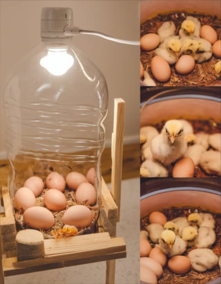 Fabriquer une couveuse maison avec une simple bouteille deau 

Un projet DIY facile, économique et parfait pour vivre lexpérience magique de léclosion à la maison.

藺 Matériel nécessaire
 Bouteille plastique de 5 L ou plus
 Petites ampoules ou lampes chauffantes
 Thermomètre  hygromètre
 Boîte à œufs ou mousse
 Ciseaux, cutter ou perceuse

 Étapes de fabrication

1 Préparer la bouteille
 Nettoyer soigneusement
 Poser sur le côté et découper une grande ouverture pour créer une porte

2 Installer la chaleur
 Fixer la lampe à lintérieur ou sur le dessus pour chauffer uniformément
 Maintenir une température de 37,5 C 99,5 F

3 Stabiliser les œufs
 Placer une boîte à œufs ou de la mousse pour éviter quils ne roulent

4 Contrôler le climat intérieur
 Ajouter un thermomètre et un hygromètre
 Humidité à 4555 % pendant lincubation, 6575 % les 3 derniers jours

5 Ventilation
 Percer des petits trous pour laisser passer lair

6 Retourner les œufs
 Le faire manuellement 3 fois par jour pour une croissance uniforme

 Conseils de sécurité
 Surveiller la chaleur en continu
 Garder hors de portée des enfants et animaux

 Une façon simple et passionnante dentrer dans lunivers de lélevage à domicile