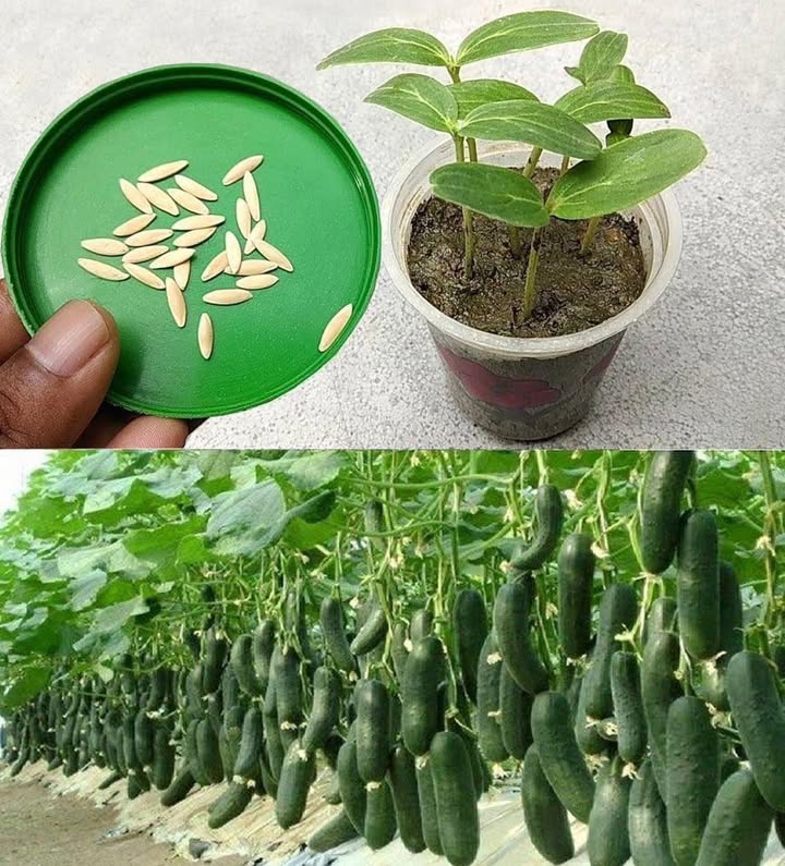 7 erreurs à éviter absolument lors de la plantation des concombres
Un potager abondant commence par de bonnes pratiques. Voici les erreurs les plus courantes à éviter :
1. Sol mal préparé
Un sol neutre pH 7 est idéal. Trop acide = croissance ralentie. Enrichissez la terre avec du fumier bien décomposé. Le sol doit être humide mais bien drainé.
2. Température inadéquate
Les concombres dété demandent de la chaleur. Attendez que le sol atteigne 12 C minimum. Un paillage noir peut accélérer le réchauffement.
3. Arrosage irrégulier
Un besoin hebdomadaire denviron 2,5 cm deau. Trop ou pas assez nuit à la saveur et à la croissance. Vérifiez lhumidité avec le doigt et ajustez.
4. Mauvais calendrier de semis/récolte
En extérieur, semez en mai. En serre, dès avril. La récolte sétale de juillet à octobre, selon les variétés.
5. Récolte mal réalisée
Utilisez un couteau ou des ciseaux propres. Récoltez tôt le matin ou en soirée, à la fraîche, pour préserver leur croquant.
6. Semis trop précoces
Évitez les semis avant la fin des gelées. Le concombre redoute le froid. Attendez que les températures se stabilisent.
7. Sol pauvre ou trop compact
Privilégiez un sol riche, meuble, bien drainé pH 6 à 6,8. Ajoutez du compost pour stimuler la croissance.
 En évitant ces erreurs, vos concombres seront savoureux, abondants et pleins de vitalité !