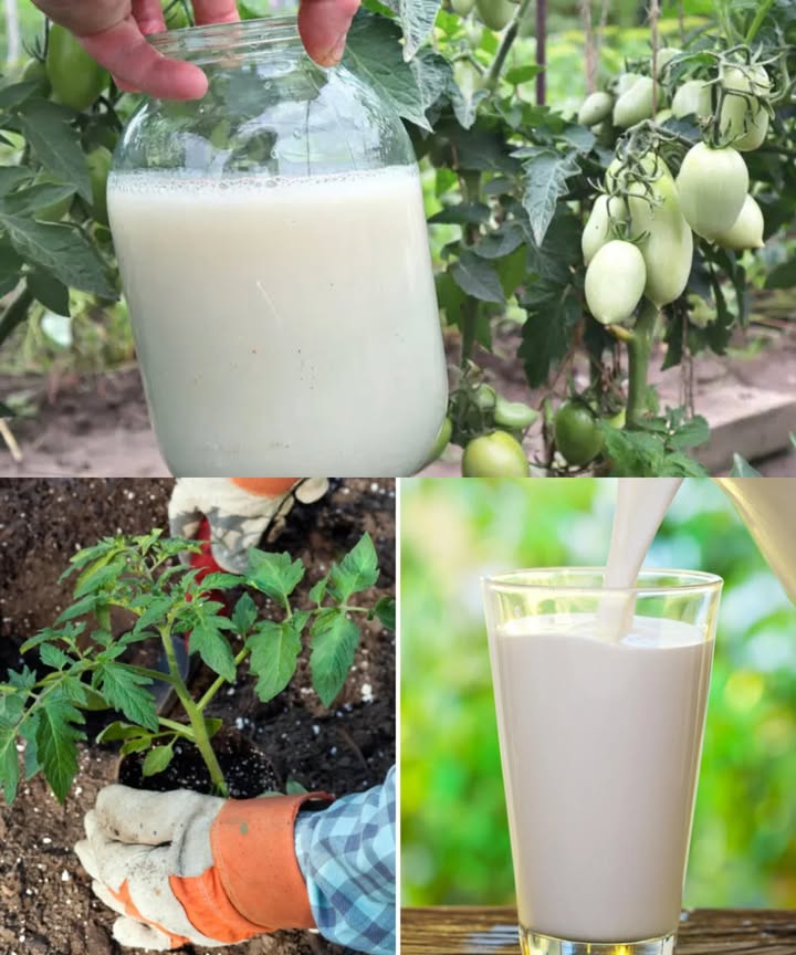 20 kilos de tomates avec une seule plante : le secret naturel 

 Un engrais maison ultra efficace
 Mélange 1 L de lait avec 1 L deau de pluie ou deau reposée une nuit.
 Arrose les plants de tomates, poivrons, courges et concombres une fois par mois.

 Application soignée
 Évite que la solution ne touche les feuilles.
 Si besoin, essuie-les avec un chiffon humide dans les 30 minutes.

 Un antifongique naturel
 Pulvérise tous les 15 jours un mélange de 500 ml de lait  1 L deau.
 Idéal pour prévenir loïdium et autres champignons.

 Astuces pratiques
 Utilise toujours du lait à température ambiante.
 Respecte bien les dosages pour un résultat optimal.

 Résultat : des plantes plus fortes, des récoltes généreuses, et un jardin sans produits chimiques.