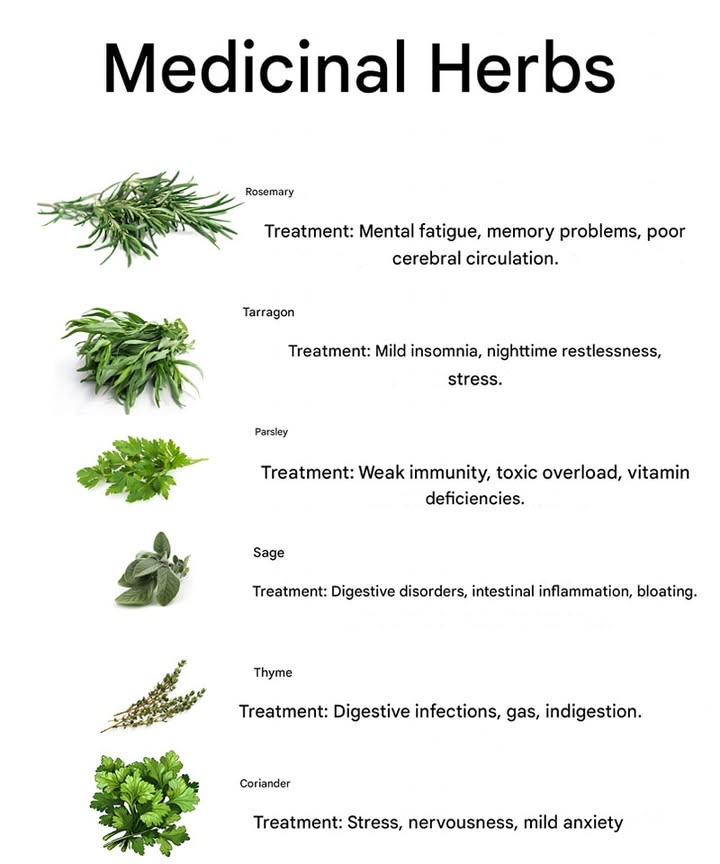 Medicinal Plants: Natural Wellness Boosters 
Simple, powerful herbs that support body and mind:

 Rosemary: Enhances memory, focus, and circulation.
 Parsley: Strengthens immunity and detoxifies.
 Tarragon: Promotes calm and better sleep.
 Sage: Soothes digestion and inflammation.
 Thyme: Fights microbes and aids gut health.
 Coriander: Eases anxiety and stress.

 Use them as teas, in cooking, or essential oils for daily balance.
 Natures wisdom for your wellbeing!