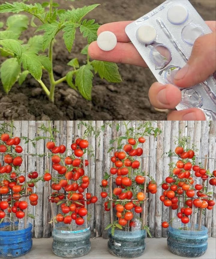Cultiver des tomates rapidement et récolter abondamment à la maison

1 Choisis les bonnes variétés :
 Déterminées pour les petits espaces.
 Indéterminées pour une production continue.

2 Semis de qualité :
 Utilise des graines ou plants fiables pour garantir une bonne récolte.

3 Soleil indispensable :
 6 à 8 h de lumière directe par jour minimum.

4 Terre bien drainée :
 Ajoute du compost ou de la matière organique pour booster la fertilité.

5 Arrosage maîtrisé :
 Arrose à la base, jamais sur les feuilles.
 Essentiel pendant les périodes sèches.

6 Fertilisation régulière :
 Utilise un engrais équilibré ou organique.

7 Taille et tuteurage :
 Supprime les feuilles du bas pour laération.
 Soutiens les tiges avec des tuteurs.

8 Spray à lacide salicylique :
 Ingrédients : 6 aspirines 0,5 g, 0,5 L deau, 10 L deau, 1 c. à s. dammoniac à 10 %.
 Préparation : Fais bouillir les aspirines dans 0,5 L deau. Dilue dans 10 L deau et ajoute lammoniac.
 Application : Pulvérise tôt le matin ou le soir, 5 à 7 jours après la plantation. Répète toutes les 2-3 semaines.

9 Surveillance active :
 Inspecte régulièrement les plantes pour prévenir maladies et parasites.

 Récolte optimale :
 Cueille dès que les fruits sont bien mûrs pour stimuler une nouvelle floraison.