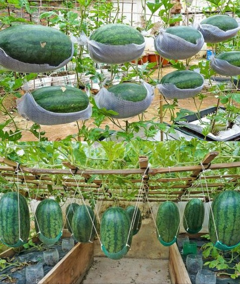 Cultiver des pastèques en filets suspendus : guide simplifié pour débutants
Une méthode ingénieuse pour gagner de la place et récolter de délicieuses pastèques, même en petits espaces !
藺 Matériel nécessaire :
 Graines ou jeunes plants de pastèque variétés compactes comme Sugar Baby ou Golden Midget
 Sacs de culture en tissu ou pots suspendus
 Crochets solides ou structure suspendue
 Terreau de qualité  engrais à libération lente
 Arrosoir ou goutte-à-goutte
 Paillage
 Sécateur
 Étapes clés :
1. Choisis un endroit ensoleillé 68 h/jour.
2. Suspends tes contenants bien remplis de substrat.
3. Plante les graines ou repique les jeunes plants en respectant lespacement.
4. Arrose régulièrement, surtout en été.
5. Fertilise avec un engrais longue durée.
6. Guide les tiges vers le filet au fur et à mesure de leur croissance.
7. Paille pour garder lhumidité et limiter les mauvaises herbes.
8. Taille lexcès de feuillage pour concentrer lénergie sur les fruits.
9. Surveille maladies et ravageurs.
10. Récolte dès que les fruits sont mûrs son creux, vrille sèche, pédoncule craquelé.
 Résultat : Des pastèques sucrées, suspendues comme des trésors  une culture originale, esthétique et productive même en balcon ou petit jardin.