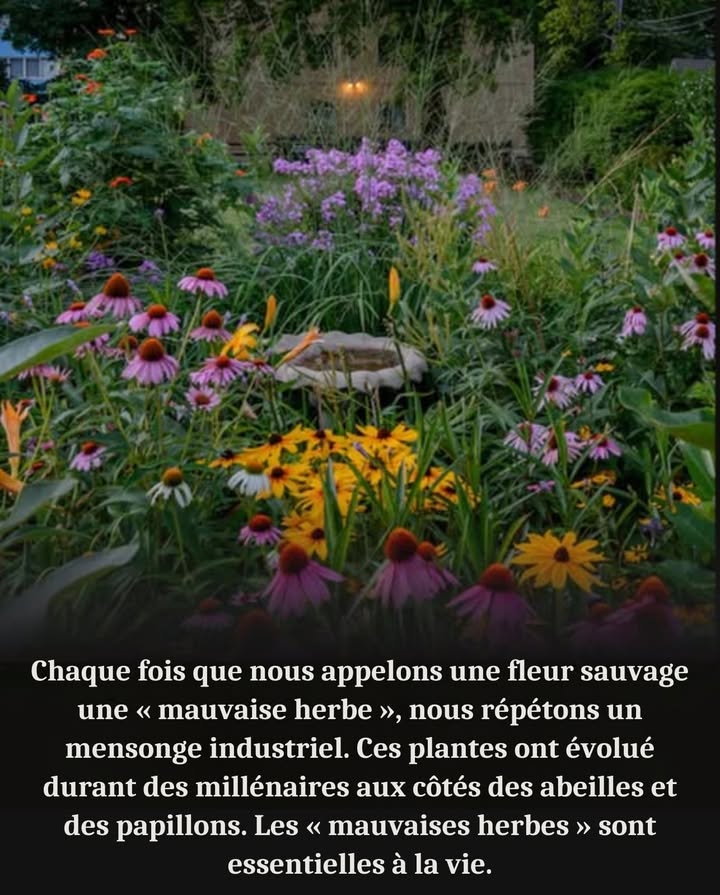 Tondre, arracher ou pulvériser ces plantes, cest affamer les abeilles, affaiblir les papillons et réduire au silence le chant des oiseaux. 

 Pissenlit  premier nectar du printemps pour les abeilles 
 Asclépiade  plante hôte essentielle des chenilles de monarque 曆
 Solidage verge dor  nectar de fin de saison pour papillons migrateurs et abeilles sauvages 
 Trèfle  nourrit les pollinisateurs et enrichit les sols 
 Chardon  graines vitales pour les chardonnerets, nectar pour les papillons 
 Astéracées dautomne  fleurs tardives qui alimentent les abeilles et les monarques en migration 

 Laissez pousser les fleurs sauvages : elles ne sont pas des mauvaises herbes, mais les fils invisibles qui tissent la vie.