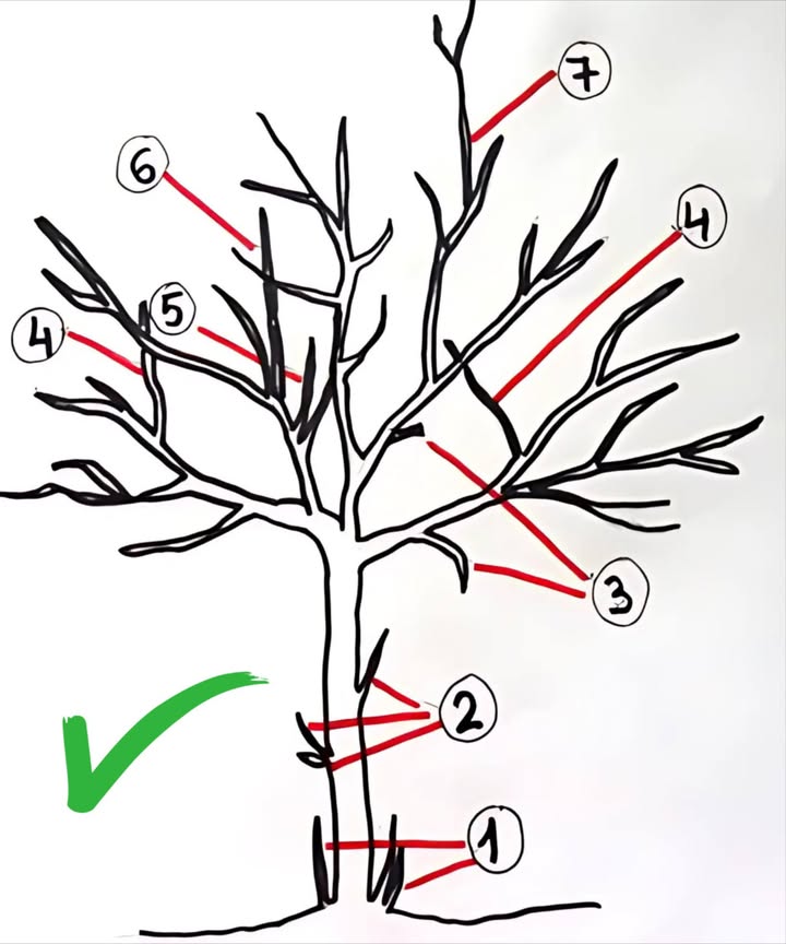 Taille de nettoyage des arbres fruitiers : guide essentiel 

1 Supprime les rejets qui poussent directement du sol.
2 Coupe les gourmands qui émergent du tronc sous les branches principales.
3 Élimine les branches mortes, sèches, malades ou cassées.
4 Retire celles qui poussent dans de mauvaises directions ou qui se croisent.
5 Aère la ramure en coupant les branches trop rapprochées.
6 Supprime les rameaux verticaux vigoureux qui épuisent larbre.
7 Taille tout ce qui nuit à léquilibre esthétique et structurel de la couronne.

 Une taille de nettoyage régulière assure un arbre sain, bien formé et généreux en fruits savoureux