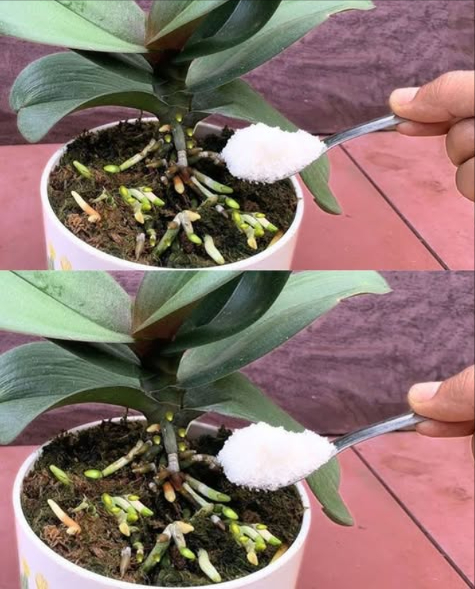 1 cuillère à café dans le pot et ton orchidée fleurit sans arrêt ! 龍

Les orchidées sont sublimes, mais souvent capricieuses. Grâce à un ingrédient naturel et puissant  lail  tu peux booster leur floraison, prévenir les maladies et profiter de 5 fois plus de fleurs !

 Lumière et arrosage adaptés
 Lumière indirecte abondante  pas de soleil direct.
 Arrosage par trempage puis drainage complet.
 Racines vertes = ok ; racines blanches = besoin deau.

 Lail : super engrais naturel
Riche en vitamines et minéraux, lail stimule la floraison, renforce la plante et agit comme antifongique.

林 Préparation de lélixir à lail
 Ingrédients :
  1 c. à s. dail séché
  Eau bouillante
 Étapes :
  Mets lail dans un bocal, ajoute leau bouillante
  Laisse refroidir, secoue, filtre et dilue dans 1 L deau

 Application facile
 Après larrosage, vaporise la solution sur les feuilles.
 Répète toutes les 2 semaines pour des résultats optimaux.
 Assure toujours un bon drainage.

 Résultats visibles
 Floraison intense et prolongée
 Aucune moisissure ni maladie
 Feuilles saines, racines vigoureuses, plante rayonnante

 Adopte ce soin naturel et observe tes orchidées se métamorphoser en un festival de fleurs colorées !