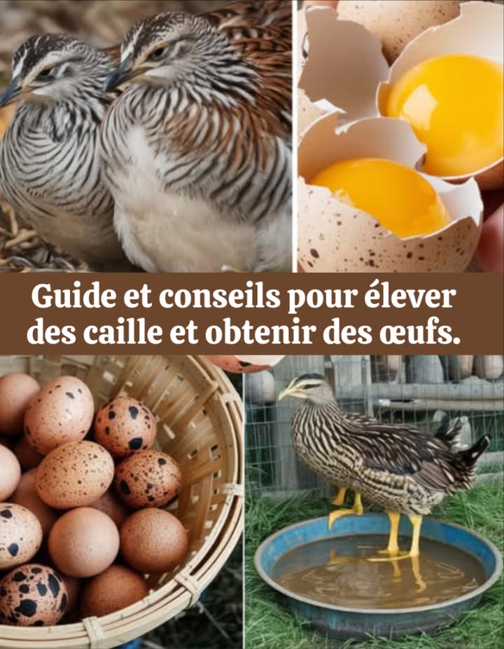 Élever des cailles pour récolter de délicieux œufs à la maison 讀

Faciles à gérer, peu encombrantes et incroyablement productives, les cailles sont parfaites pour un petit élevage domestique.

 Pourquoi choisir les cailles
 Prennent peu de place et consomment peu de nourriture
 Très productives : jusquà 300 œufs/an
 Œufs savoureux, prisés dans de nombreux pays

 Conditions de base
 1 m minimum par oiseau pour éviter le stress
 Cages fermées, protégées de lhumidité avec un toit étanche
 Alimentation riche en protéines 20 % : mélange de graines, riz bouilli, légumes, fruits
 Apport en calcium : coquilles dœufs ou coquillages concassés
 Éclairage : 1416 h/jour, naturel ou avec lampe

識 Soins essentiels
 Nettoyage régulier des cages pour prévenir les maladies
 Nids confortables : foin ou copeaux de bois
 Environnement sécurisé, aéré et calme
 Observer les signes de stress : léthargie, plumes ébouriffées

 Races conseillées
 Caille japonaise : excellente pondeuse
 Caille bouton : moins productive, mais facile à manipuler

讀 Production dœufs
 Ponte dès 6 à 8 semaines de vie
 Entre 150 et 300 œufs/an, selon la race
 Baisse de ponte après 9 mois

 Astuces pratiques
 Réduire les zones dalimentation pour limiter les conflits
 Ramasser les œufs tous les jours pour assurer propreté et fraîcheur
 6 cailles peuvent tenir dans lespace dune seule poule

 Une solution compacte, économique et productive pour profiter dœufs frais toute lannée