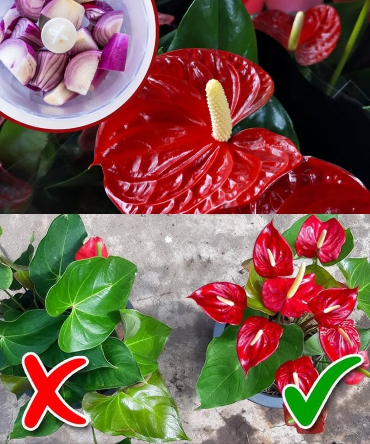 Anturium luxuriant mais sans fleurs 
Un feuillage dense peut cacher un déséquilibre invisible. Lanturium a besoin dun soin ciblé pour offrir ses fleurs spectaculaires.
華 Causes fréquentes de labsence de floraison :
 Lumière insuffisante : lumière vive sans soleil direct
 Arrosage inadapté : eau douce, sans chlore, à température ambiante
 Excès dazote : favorise le feuillage au détriment des fleurs  préférer un engrais riche en potassium
暈 Engrais maison à loignon rouge  stimulant naturel pour la floraison
 Ingrédients :
 1 oignon rouge non pelé
 1,5 L deau
 Préparation :
1. Couper loignon en morceaux
2. Mixer avec 500 ml deau
3. Filtrer la préparation
4. Ajouter 1 L deau
5. Arroser la plante une fois par mois
6. Vaporiser légèrement les feuilles si besoin
 Un apport doux mais ciblé en nutriments qui relance la floraison et révèle tout le potentiel de lanturium.