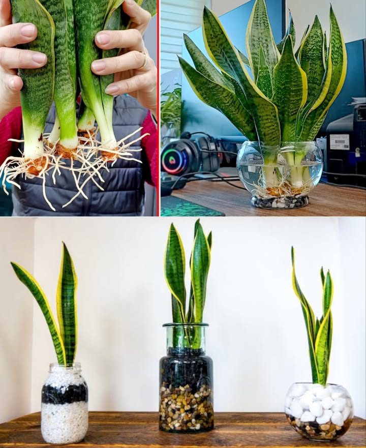 Langue de belle-mère : méthode ultra simple pour la multiplier et purifier lair 

1 Retirez la plante du pot et coupez les feuilles une à une juste au-dessus des racines 
2 Préparez un récipient avec un terreau bien drainé et plantez chaque feuille séparément 
3 Vaporisez légèrement avec de leau, sans détremper le sol 
4 Après 32 jours, sortez-les et observez les nouvelles racines blanches 懶
5 Rincez doucement les feuilles enracinées et placez-les dans un contenant deau avec petits galets, à lombre 
6 Résistante et élégante, la Sansevieria absorbe les gaz toxiques et améliore la qualité du sommeil 

 Une plante sculpturale, purifiante et presque indestructible pour un intérieur sain et apaisé.