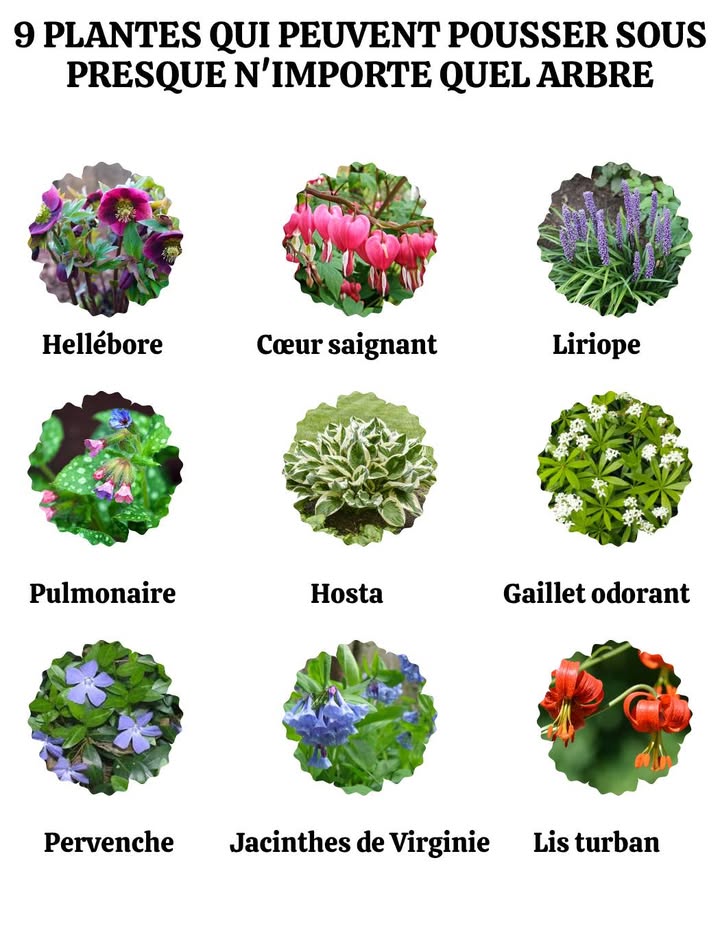 Fleurs qui sépanouissent à lombre des arbres : une magie discrète et florissante 
Ces beautés transforment chaque recoin ombragé en un véritable tableau naturel.
1. Hellébore
Fleurit silencieusement sous un vieux chêne dès les premiers jours du printemps.
2. Cœur saignant
Gracieuses pendeloques fleuries sous la douce pénombre dun érable.
3. Liriope
Épis violets bien ordonnés, encerclant un tronc robuste avec élégance.
4. Pulmonaire
Feuillage tacheté et fleurs éclatantes qui scintillent au pied dun pin.
5. Hosta
Feuilles larges et luxuriantes, parfaites pour créer un lit ombragé apaisant.
6. Gaillet odorant Doux Woodruff
Tapis de petites fleurs blanches parfumées sous les branches dun cornouiller.
7. Pervenche
Fleurs bleues délicates serpentant autour des racines tortueuses.
8. Jacinthes de Virginie
Douces clochettes bleues ondulant sous un cerisier en pleine floraison.
9. Lis turban Turks Cap Lily
Lys éclatants qui illuminent les coins dombre mouchetés dun sycomore.
 Le secret dun jardin poétique, même à lombre.