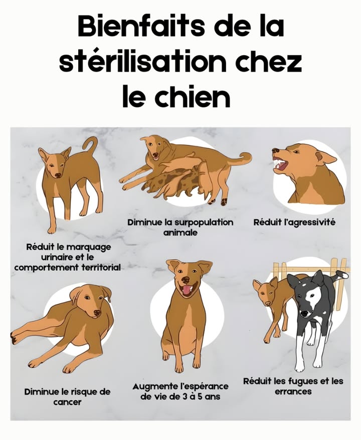 Bienfaits de la stérilisation chez le chien 

1 Réduction du marquage urinaire  Diminution des comportements de marquage territorial.
2 Contrôle de la surpopulation  Limite la reproduction non souhaitée.
3 Comportement plus stable  Moins dagressivité et de comportements dominants.
4 Prévention de certaines maladies  Réduction des risques de tumeurs et daffections hormonales.
5 Allongement de la durée de vie  En moyenne de 3 à 5 ans supplémentaires.
6 Moins de fugues  Diminution du risque daccidents ou de disparition.

Une pratique vétérinaire bénéfique pour la santé, la stabilité et la longévité du chien. 
#SantéCanine #PréventionAnimale #BienÊtreDuChien