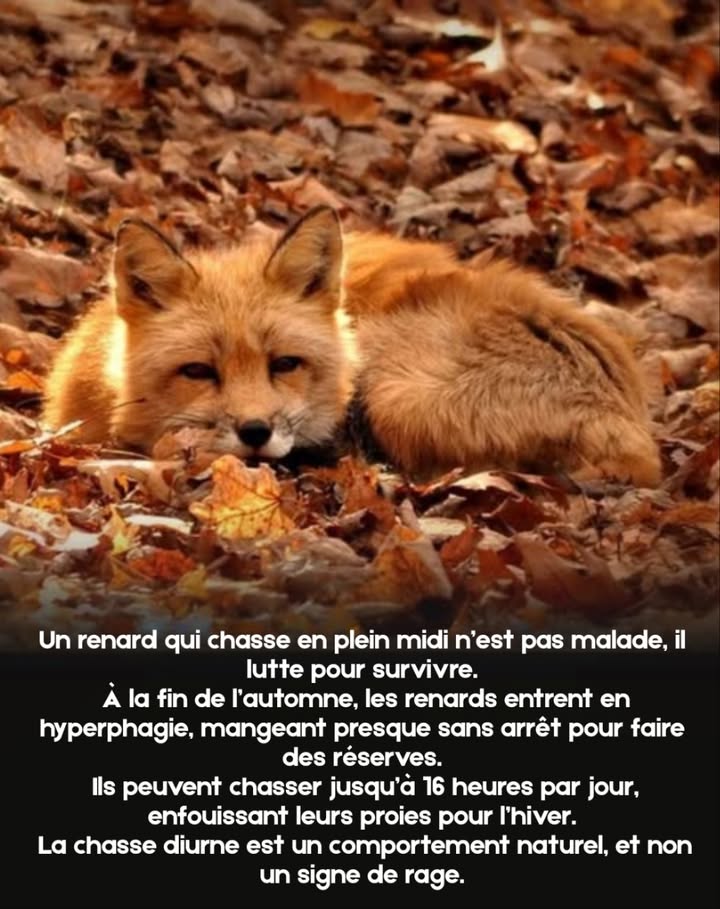 À midi, en novembre, le renard traque lherbe gelée. 力
Ni folie, ni rage  seulement la faim, lancée contre le temps.
Chaque bond, chaque prise, un battement de cœur plus près du bord de lhiver.
La survie est le seul instinct qui demeure.