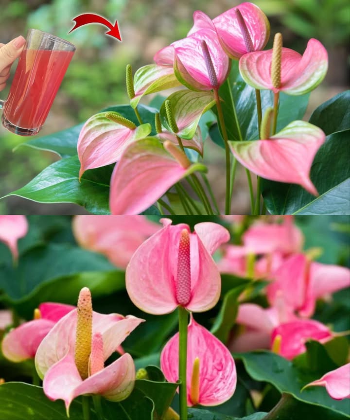 Le secret de la floraison de lanthurium : une solution naturelle pour des fleurs qui durent jusquà 15 ans 

1 Choisir une carotte de taille moyenne 凌
2 La mixer avec 1 litre deau 
3 Mélanger pendant 2 minutes jusquà obtenir un liquide homogène 
4 Filtrer le jus pour retirer les résidus solides 
5 Arroser la base de lanthurium avec ce jus filtré 
6 Répéter lapplication tous les 15 jours 

 Ce fertilisant maison, 100 % naturel et économique, stimule une floraison éclatante et durable pour sublimer votre intérieur année après année.