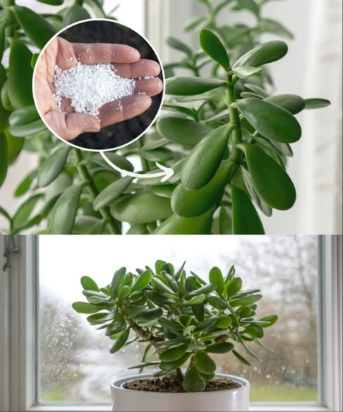 Larbre de la chance retrouve sa vitalité avec ces gestes simples 

Le Crassula ovata, aussi connu sous le nom darbre de jade, est une plante résistante et porte-bonheur, mais la chute des feuilles signale un déséquilibre.

 Manque de lumière : sans lumière indirecte suffisante, les feuilles jaunissent et tombent
 Excès deau : larrosage trop fréquent provoque la pourriture des racines
 Températures inadaptées : entre 2022 C en journée et 15 C en hiver
 Chute naturelle : les feuilles anciennes tombent pour laisser place aux nouvelles

 Engrais à base durée pour relancer la croissance
 1 c. à café durée dans 1 litre deau
 Arroser une fois par mois

 Conseils essentiels pour un Crassula en pleine santé
 Terre bien drainée et légère
 Arrosage modéré, sans eau stagnante
 Taille régulière des feuilles sèches

 Un Crassula bien soigné rayonne de force, de beauté et dénergie positive