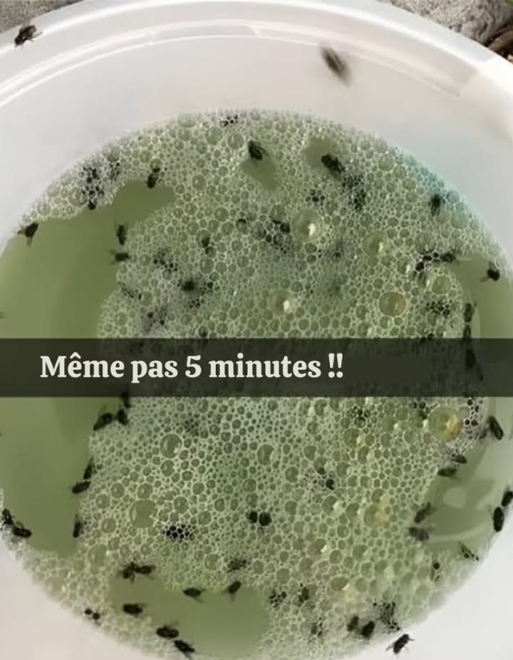 烈 Astuce naturelle imparable contre les mouches et moustiques !
Avec les beaux jours, ce mélange fait des merveilles dans la cuisine :
北 Ingrédients :
 1/2 tasse de vinaigre
 1/2 tasse dhuile végétale ou dolive
 1/2 tasse de shampoing
離 Préparation :
1. Mélangez les trois ingrédients dans un bol.
2. Placez-le dans un coin de la cuisine.
3. Attendez que les insectes soient attirés et piégés.
 Résultat : plus de mouches ni de moustiques, naturellement et sans produits chimiques !