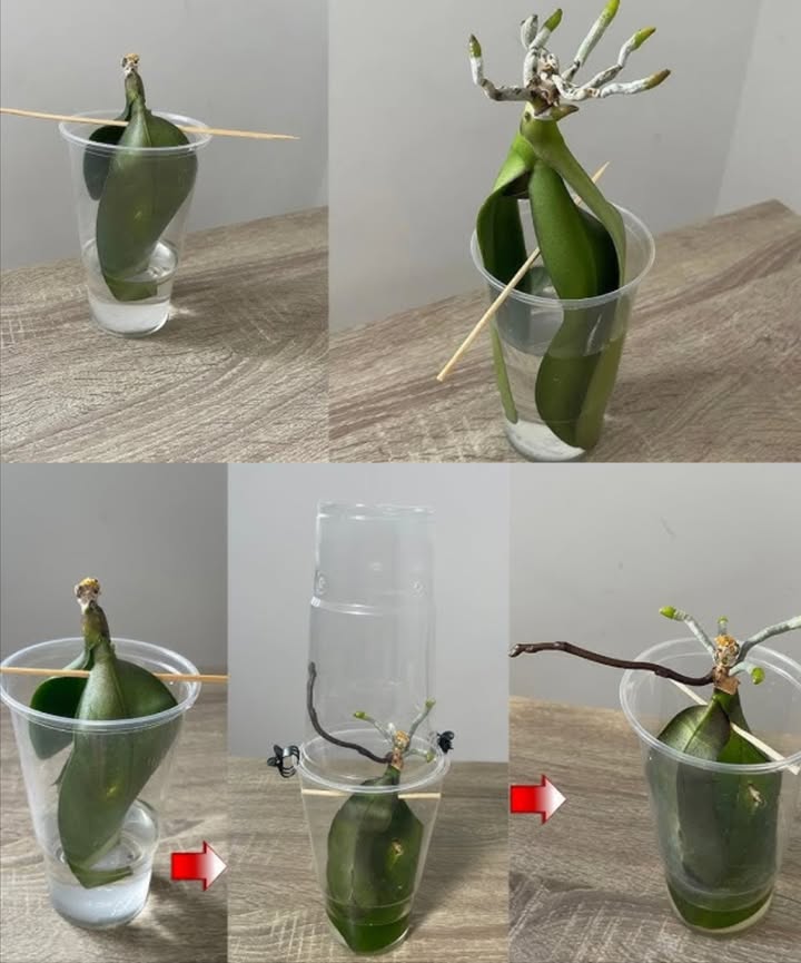 Orchidée sans racines ? Faites-la renaître dans leau 
1. Couper toutes les racines pourries
2. Retirer les tiges et nettoyer la base
3. Saupoudrer de curcuma ou de cannelle pour désinfecter
4. Placer les feuilles dans un verre transparent avec 45 cm deau
5. Utiliser un bâtonnet pour stabiliser la plante
6. Après 15 jours, observer les premiers signes de reprise
7. En 3 à 4 mois, les racines atteignent environ 15 cm
8. Replanter lorsque les racines sont assez longues
9. Utiliser des billes dargile, écorces de pin et un peu de mousse
10. Mettre les billes au fond, puis ajouter lécorce et la mousse
11. Laisser votre orchidée sépanouir dans son nouveau foyer 
 Une méthode douce et efficace pour donner une seconde vie à votre orchidée