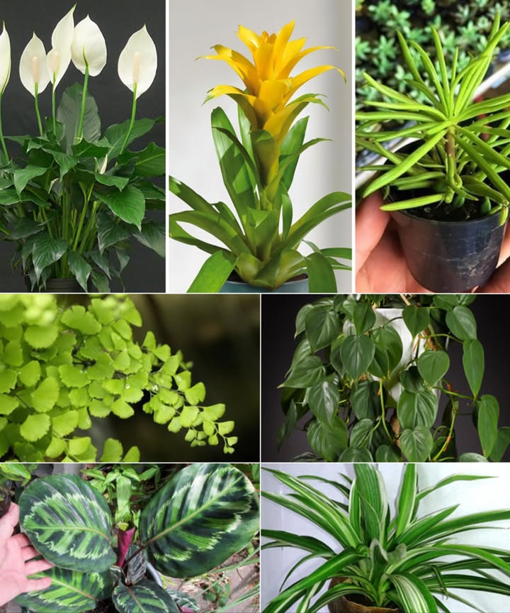 7 plantes dintérieur qui nont pas besoin de soleil

Des merveilles vertes qui sépanouissent même loin de la lumière directe, parfaites pour les coins ombragés de la maison.

1 Capillaire Adiantum
 Emplacement : ombre totale
 Arrosage : sol toujours humide, sans excès
 Atout : superbe en suspension, feuillage fin et décoratif

2 Philodendron à feuilles en cœur
 Emplacement : intérieur lumineux sans soleil direct
 Arrosage : régulier, sol jamais complètement sec
 Atout : touche élégante et feuillage dense

3 Pothos Scindapsus
 Emplacement : mi-ombre à faible lumière
 Arrosage : modéré, laisser sécher légèrement entre deux
 Atout : facile à entretenir, purifie lair

4 Falange Chlorophytum
 Emplacement : lumière indirecte ou ombre
 Arrosage : espacé, sol bien sec entre deux
 Atout : robuste et dépolluante

5 Broméliacée
 Emplacement : lumière douce, jamais de soleil direct
 Arrosage : humidité constante sans excès
 Atout : touche tropicale et floraison colorée

6 Spathiphyllum fleur de lune
 Emplacement : ombre ou lumière tamisée
 Arrosage : maintenir le sol légèrement humide
 Atout : résistante, floraison discrète même en conditions difficiles

7 Calathea
 Emplacement : ombre ou lumière diffuse
 Arrosage : sol constamment humide
 Atout : feuillage graphique, ambiance exotique

 Des plantes idéales pour les pièces peu lumineuses, qui apportent fraîcheur et élégance sans effort