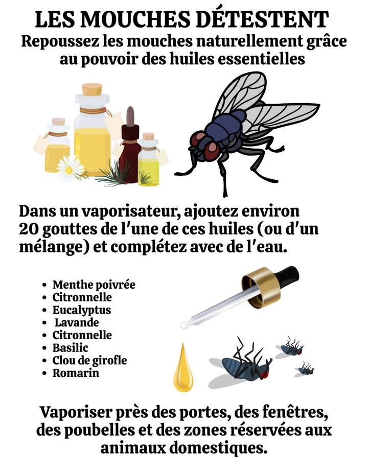 練 LES MOUCHES DÉTESTENT CES HUILES ESSENTIELLES 
Zéro chimique. Juste la puissance pure de la nature en flacon.

 Huiles essentielles à diffuser ou vaporiser :
 Menthe poivrée  sensation trop forte pour leurs capteurs
 Citronnelle  trouble leurs zones datterrissage
 Eucalyptus  parfum vif, effet immédiat
 Lavande  douce pour nous, redoutée par elles
 Citronnelle  classique anti-mouches et moustiques
 Basilic  bloque les intrusions en cuisine
 Clou de girofle  repousse efficacement les mouches domestiques
 Romarin  senteur terreuse, barrière contre les nuisibles volants

 Spray maison express :
20 gouttes dhuile essentielle ou mélange dans un vaporisateur avec de leau  secouer et pulvériser.

 Zones stratégiques à traiter :
Portes, fenêtres, poubelles, coins des animaux.

 Un intérieur sans mouches, naturellement frais et sain.