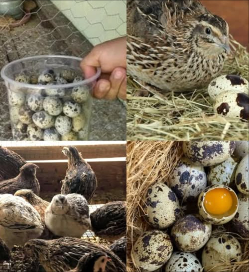 Élever des cailles pour une récolte dœufs abondante et régulière 讀

1 Avantages
 Peu despace requis, faible consommation daliment
 Jusquà 300 œufs par an
 Œufs fins et très appréciés dans plusieurs cultures

2 Conditions de base
 1 m minimum par caille
 Cage fermée avec toit étanche
 Alimentation riche en protéines 20 % : mélange commercial, riz cuit, fruits, légumes
領 Supplément de calcium : coquilles dœufs ou coquilles broyées
 Éclairage 14 à 16 heures par jour

3 Soins essentiels
識 Environnement propre et sec
蝹 Nids garnis de foin ou copeaux de bois
 Bonne aération, environnement calme
 Surveillance des signes de stress ou maladie

4 Races recommandées
 Caille japonaise : excellente pondeuse
 Caille de Chine : docile, facile à élever

5 Production dœufs
 Début à 68 semaines
讀 150 à 300 œufs par an
 Baisse de production après 9 mois

6 Conseils pratiques
 Répartir bien nourriture et eau pour éviter les conflits
狀 Ramassage quotidien des œufs
 6 cailles peuvent vivre dans lespace dune seule poule

 Une solution idéale pour un élevage productif à petite échelle