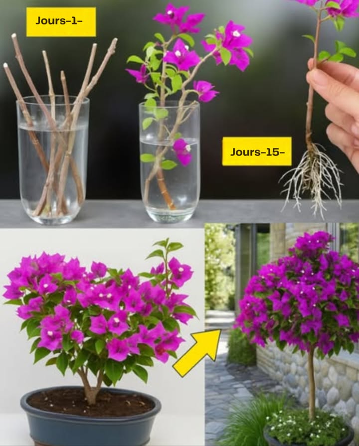 Bougainvillée en pleine floraison grâce à des soins ciblés et à la taille 

 Lumière et emplacement
 Exposition plein soleil   au moins 6 h par jour pour un éclat maximal
 Sol léger et bien drainé   éviter toute stagnation deau

 Arrosage
 Modéré   laisser sécher légèrement la terre entre deux arrosages
 En hiver  réduire les apports pour encourager la dormance

 Taille et entretien
 Période idéale : après la floraison ou en fin dhiver/début de printemps 
 Éliminer les branches mortes ou faibles pour fortifier la plante
 Raccourcir les tiges longues pour donner forme et stimuler de nouveaux bourgeons

 Fertilisation
 Engrais riche en phosphore  toutes les 4 semaines durant la croissance
 Éviter lexcès dazote  qui développe le feuillage au détriment des fleurs

 Grâce à ces gestes simples, la bougainvillée se couvre de fleurs éclatantes et colorées tout au long de lannée.