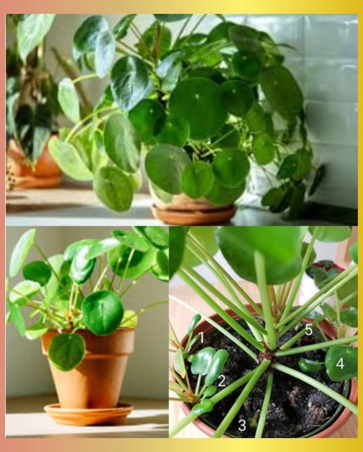 Guide pratique : Épanouir votre Plante Monnaie Chinoise 

Symbole de prospérité et de sérénité, la Pilea Peperomioides illumine chaque intérieur par ses feuilles rondes et lustrées. Voici les secrets pour la voir sépanouir pleinement.

 Lumière  Installez-la dans un espace lumineux sans soleil direct, idéalement près dune fenêtre orientée est ou nord.

 Arrosage  Laissez sécher la surface du sol entre deux arrosages. Trop deau provoque la pourriture des racines.

 Température  Gardez-la entre 18 et 26C, à distance des radiateurs ou courants dair froid.

 Humidité  Elle aime lair légèrement humide. Placez une soucoupe deau à proximité ou utilisez un humidificateur.

 Substrat  Mélangez terreau, perlite et tourbe à parts égales pour un bon équilibre entre drainage et rétention deau.

 Fertilisation  Apportez un engrais équilibré toutes les deux semaines au printemps et en été.

 Propagation  Multipliez-la facilement par rejets ou bouturage. Utilisez toujours des outils propres et bien aiguisés.

 Problèmes courants  Feuilles jaunes = excès deau. Feuilles molles = manque deau. Taches brunes = soleil direct. Surveillez les acariens et lhumidité du substrat.

 Sûre pour les animaux  Non toxique pour les chats et les chiens.

Une plante facile à vivre, élégante et généreuse, parfaite pour apporter énergie et équilibre à votre intérieur.