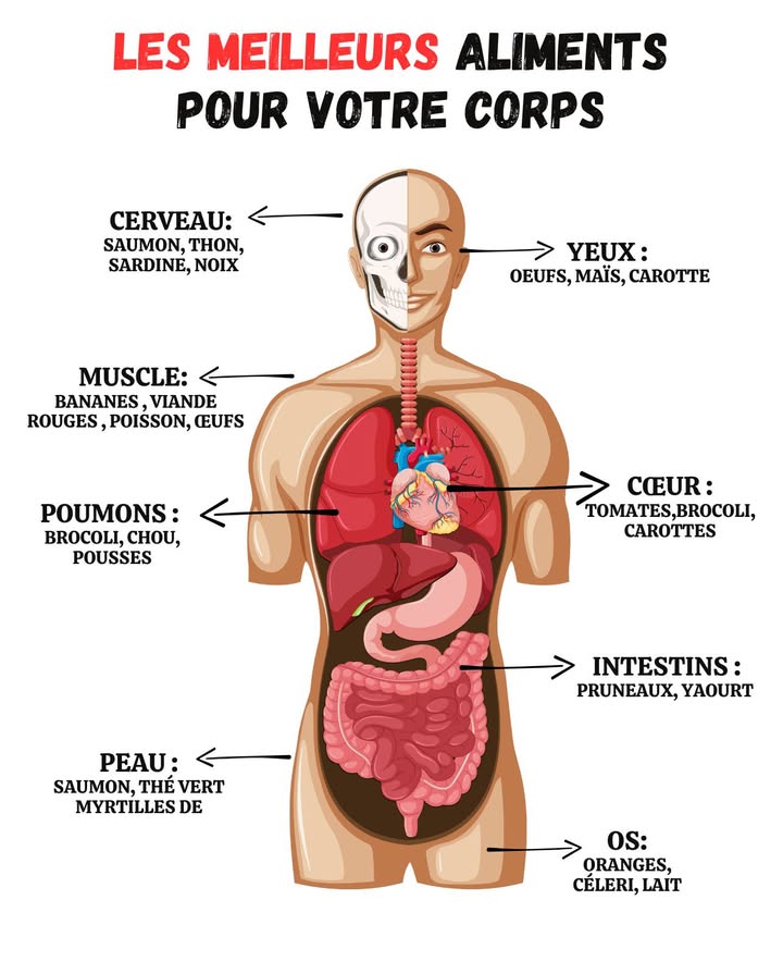 復 Les meilleurs aliments pour votre corps 復

易 Cerveau  Saumon, thon, sardine, noix : boostent mémoire et concentration.
 Yeux  Œufs, maïs, carottes : renforcent la vision et préviennent la fatigue oculaire.
 Muscles  Bananes, viande rouge, poisson, œufs : énergie et récupération.
 Cœur  Tomates, brocoli, carottes : protègent des maladies cardiovasculaires.
 Poumons  Brocoli, chou, pousses : renforcent les défenses et purifient lair respiré.
啕 Peau  Saumon, thé vert, myrtilles : hydratation et anti-âge naturel.
 Intestins  Pruneaux, yaourt : digestion fluide et flore intestinale équilibrée.
領 Os  Oranges, céleri, lait : solidité et prévention de lostéoporose.

 Une assiette variée et colorée = un corps plus fort, sain et résistant