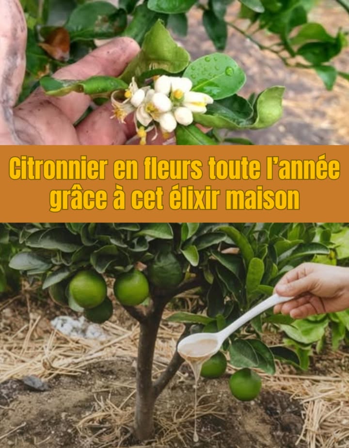 Élixir maison pour un citronnier en fleurs toute lannée 
Un mélange simple, nutritif et efficace qui stimule la floraison et la fructification.

籠 Préparation :
 1 litre deau  4 cuillères à café de flocons davoine moulus
 1 cuillère à café de cannelle
 1 cuillère à café de sucre brun
 Couvrir et laisser fermenter 2 jours dans un endroit chaud
 Délayer ensuite dans 5 litres deau
 Appliquer au pied du citronnier, près des racines
 Renouveler tous les 15 jours 

 Riche en nutriments naturels, cet élixir fortifie larbre et stimule une floraison généreuse.