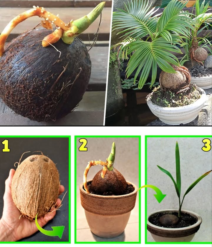 便 Cultiver un cocotier à partir dune noix de coco : méthode naturelle et tropicale
1. Choisir une noix de coco fraîche
 Lourd, mûr et rempli deau à lintérieur.
2. Préparer la noix
 Retirer délicatement la fibre extérieure sans abîmer la coque.
3. Identifier lœil germinatif
 Trouver lœil le plus mou doù sortira la pousse.
4. Faire tremper la noix
 Immerger dans leau ou dans du sable humide quelques jours pour ramollir la coque.
5. Préparer le pot
 Pot profond, terre bien drainée et trous de drainage essentiels.
6. Plantation
 Poser la noix horizontalement avec lœil mou tourné vers le haut.
7. Arrosage
 Maintenir le terreau humide mais non détrempé.
8. Mini serre maison
 Couvrir avec un film plastique pour chaleur et humidité constantes.
9. Lumière et chaleur
 Exposition chaude, lumineuse et sans soleil direct brûlant.
10. Patience
 Germination lente : compter plusieurs semaines ou mois.
11. Rempotage
 Quand la pousse grandit, transférer dans un contenant plus grand ou en pleine terre.
12. Entretien
 Arrosages réguliers, fertilisation en période de croissance, éviter les coups de froid.
13. Ambiance tropicale assurée
 Avec soin et patience, un cocotier majestueux illuminera votre espace naturel.