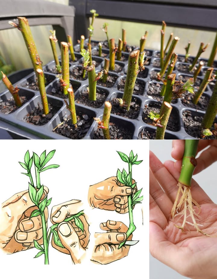 Propager des arbres fruitiers à partir de boutures 
 Quand prélever les boutures
 Bois semi-aoûté : début dété, quand le vert du rameau sassombrit et forme une écorce.
 Bois tendre : au printemps, sur jeunes pousses vertes avant louverture des fleurs.
 Comment faire
1. Choisir un rameau semi-aoûté ou tendre selon la saison.
2. Couper une bouture de 1520 cm diamètre dun crayon avec 34 bourgeons vivants.
3. Retirer les feuilles pour limiter la perte dénergie.
4. Tremper la base dans de lhormone denracinement facultatif mais conseillé.
5. Planter à 5 cm de profondeur dans un substrat stérile : sable grossier, perlite/vermiculite, tourbe.
6. Tasser légèrement, arroser, puis couvrir dun plastique perforé ou dune bouteille coupée pour créer un effet serre.
7. Placer à lumière indirecte, température > 20 C.
 Enracinement et repiquage
 Les racines apparaissent en quelques mois.
 Nouvelles feuilles = système racinaire prêt.
 Laisser un an en pot pour renforcer la plante.
 Transplanter au printemps suivant en pleine terre ou en pot de 20 L.
 Espèces qui sy prêtent bien : myrtillier, cerisier, prunier, agrumes, groseillier, figuier, pommier, pêcher, cognassier, poirier, sureau, kiwi, olivier, grenadier, mûrier, vigne.