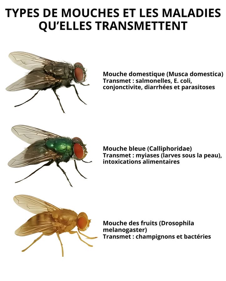 練 Les Mouches et les Maladies quElles Transmettent 

 Mouche domestique : Salmonelles, E. coli, conjonctivite, diarrhées, parasitoses
 Mouche bleue Calliphora : Myiases larves sous la peau, intoxications alimentaires
 Mouche des fruits : Propagation de champignons et de bactéries

 Un environnement propre et bien entretenu limite la présence des mouches et protège la santé.

#Mouches #Maladies #SantéPréventive 練