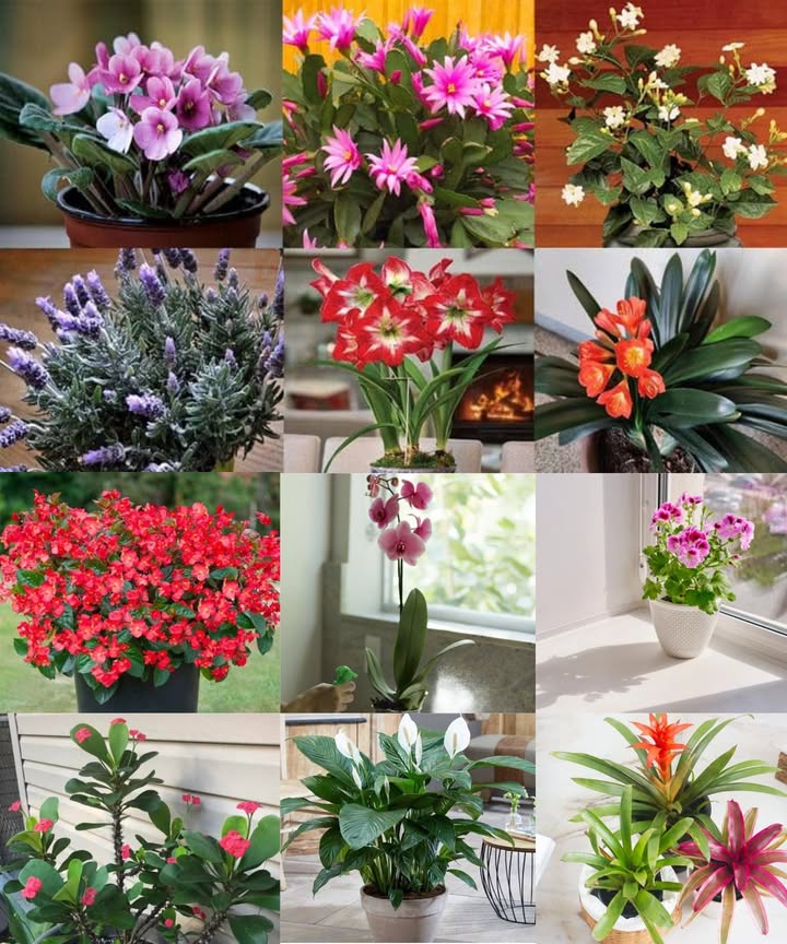 12 plantes fleuries parfaites pour égayer lintérieur

Des fleurs éclatantes et faciles à entretenir dans chaque coin de la maison.

1 Amaryllis Hippeastrum
 Lumière : vive, indirecte
 Arrosage : modéré au début, régulier ensuite
 Astuce : tourner le pot pour éviter les tiges penchées

2 Bégonia Begonia semperflorens
 Lumière : filtrée, indirecte
 Arrosage : sol humide sans excès
 Astuce : forte humidité = floraison abondante

3 Broméliacées
 Lumière : claire, indirecte
 Arrosage : modéré, eau entre les feuilles
 Astuce : tolèrent bien un sol sec

4 Cactus de Noël Schlumbergera
 Lumière : faible à moyenne
 Arrosage : sol juste humide
 Astuce : sol drainant, air humide

5 Clivia Clivia miniata
 Lumière : indirecte
 Arrosage : modéré, sol bien drainé
 Astuce : obscurité la nuit pour stimuler la croissance

6 Couronne dépines Euphorbia milii
 Lumière : plein soleil
 Arrosage : quand le sol est totalement sec
 Astuce : attention aux épines près des enfants et animaux

7 Géranium Pelargonium
 Lumière : directe 68 h ou artificielle 14 h
 Arrosage : seulement quand le sol est sec
 Astuce : tailler les pointes pour plus de fleurs

8 Jasmin Jasminum officinale
 Lumière : forte, jusquà 6 h de soleil
 Arrosage : espacé, supporte les oublis
 Astuce : bonne aération en hiver

9 Lavande Lavandula
 Lumière : plein soleil
 Arrosage : faible, uniquement sol sec
 Astuce : sol ultra-drainant indispensable

 Lys de la paix Spathiphyllum
 Lumière : moyenne à faible
 Arrosage : modéré, attendre que le sol sèche
 Astuce : mieux vaut trop sec que trop humide

11 Orchidée Orchidaceae
 Lumière : près dune fenêtre lumineuse
 Arrosage : 1 fois/semaine
 Astuce : éviter lexcès dhumidité

12 Violette africaine Saintpaulia
 Lumière : vive, indirecte
 Arrosage : sans mouiller les feuilles
 Astuce : sol humide mais non détrempé, faire tourner le pot régulièrement

 Des plantes qui offrent beauté, parfum et apaisement au quotidien