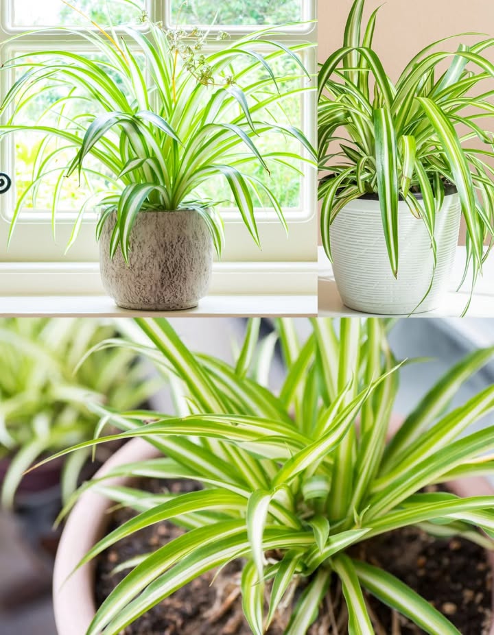 Avoir cette plante chez soi, cest comme posséder un trésor vert !

1 Purification de lair  Élimine naturellement des toxines comme le formaldéhyde et le xylène.
2 Entretien minimal  Se contente de lumière indirecte et de peu darrosages.
3 Humidificateur naturel  Augmente lhumidité ambiante, bénéfique pour la peau sèche et les voies respiratoires.
4 Sans danger pour les animaux  Non toxique pour chiens et chats.
5 Décoration élégante  Feuilles arquées et luxuriantes qui embellissent chaque pièce.
6 Anti-stress naturel  Prendre soin de la plante aide à réduire lanxiété et la fatigue.
7 Propagation facile  Les petites pousses se transforment vite en nouvelles plantes.

 Une plante belle, pratique et pleine de bienfaits pour la maison. #PlanteBienfaitrice #TrésorVert