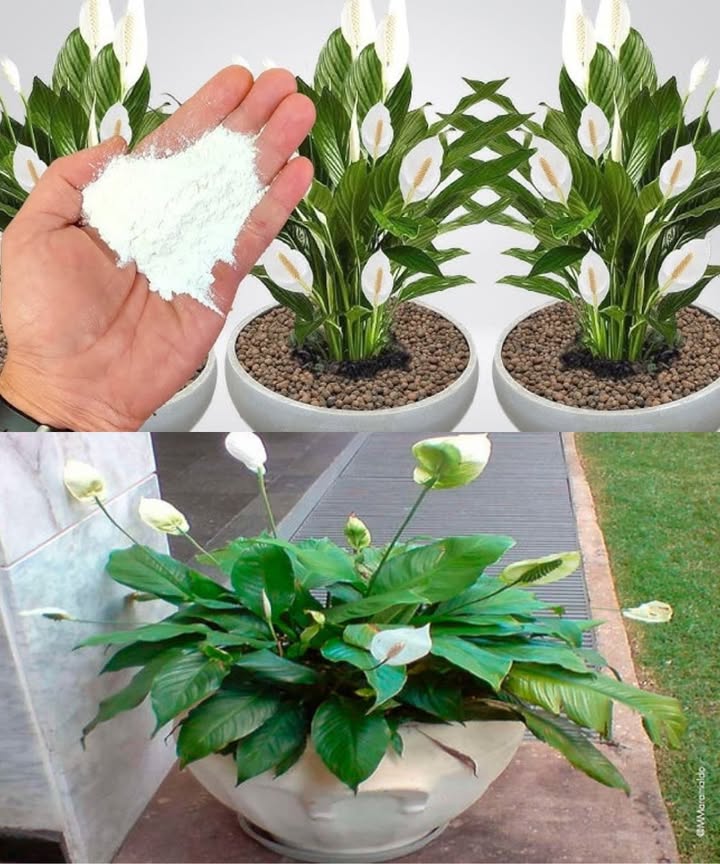 Baking Soda: The Secret to Fast and Vibrant Blooms

A natural, budget-friendly, and versatile ingredient that strengthens plant defenses, protects against fungi, and encourages abundant flowering.

Benefits of using baking soda for plants:
 Balances soil pH.
 Creates a protective shield against diseases and fungal infections.
 Boosts natural defenses in every season.
 Safe, non-toxic, and perfect for organic gardens.

How to use it:
1 Dissolve 12 tablespoons of baking soda in 1 liter of room-temperature water.
2 Stir until fully dissolved.
3 Water the base of the plant or spray directly onto the leaves.
4 Apply during cooler hours, avoiding temperatures above 35C 95F.

 A simple, natural method to keep your balcony or garden plants healthy and bursting with beautiful blooms in no time.